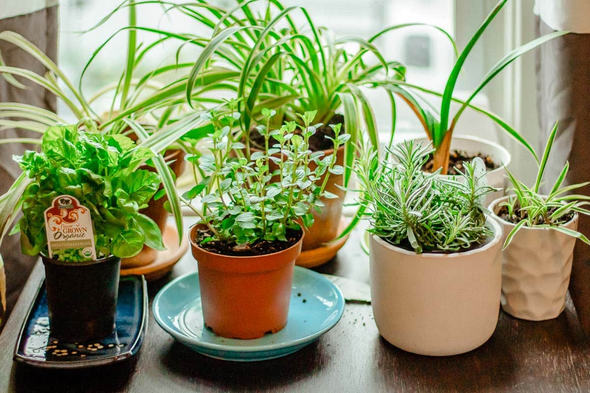 apatment homesteading kitchen herb garden