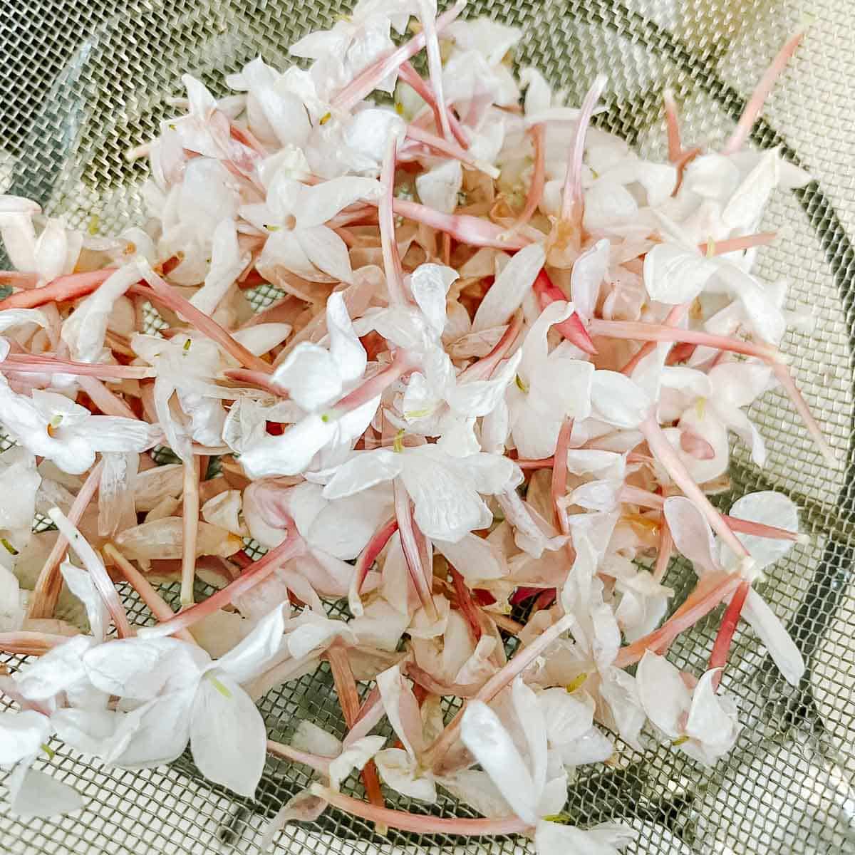 Jasmine Simple Syrup