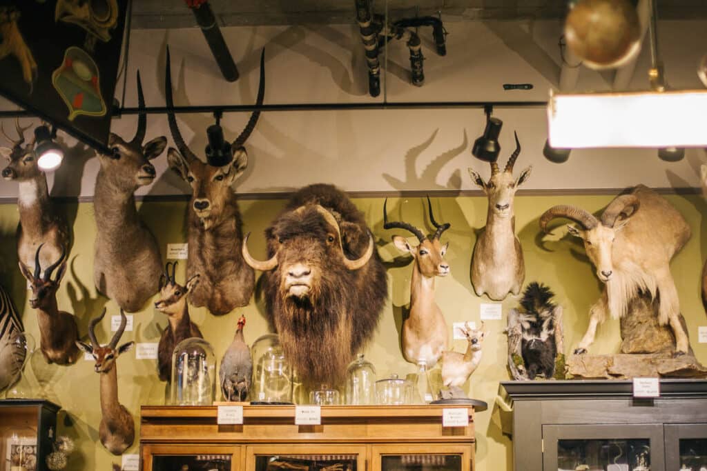 taxidermy animals on display at Paxton Gate in Portland, Oregon