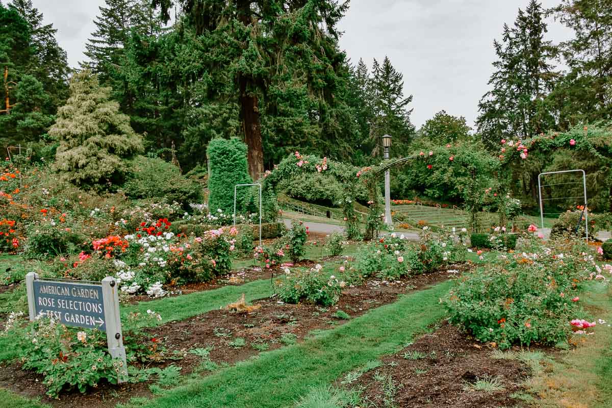 beds of roses at the International Rose Test Garden in Portland